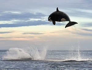 orka