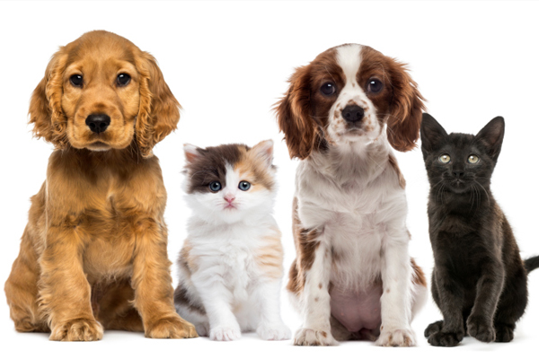 PET SHOP "WOOF"